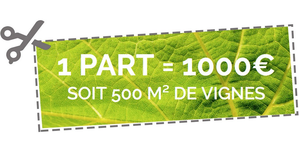 1 part de 500m² de vignes