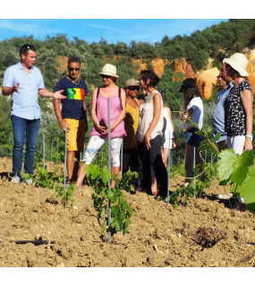 BALADE A VELO AVEC ACCOMPAGNATEUR DANS LE VIGNOBLE SYLLA